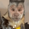 Monkey meme 🐒⭐ 16