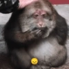 Monkey meme 🐒⭐ 18