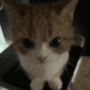 MICHIS 🥰🐱 25
