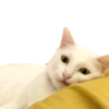 Kucing 23