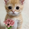 Gaticos 🥺🩷😍 5