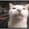 Animales pedorros 5
