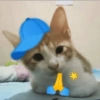 Kucing akmal 5