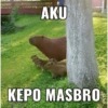 Capybara  12