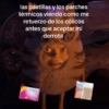 🥚😸Huevo disfrazado de Gato😸🥚 21