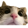 Michis Caóticos🐱 7