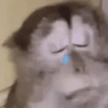 Monkey meme 🐒⭐ 10