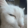 Gatos raros 8