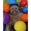 Changuitos 25