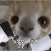 Michis Caóticos🐱 8