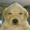 CACHORRINHOS 9