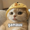 Kucing imlek 16
