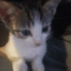 Gatitos. | @ocenferios  Haki. 10