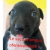 Le saca a lengua ofensivamente