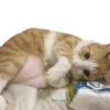 Kucing 6