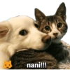 Kucing 12