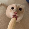 शरारती रिएक्शंस 😈🫦 6 🐱