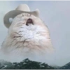 Gatos triste 7