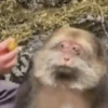 Monkey meme 🐒⭐ 11