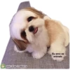 Animais fofinhos 6