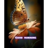 Good morning 27