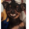 Cute Dogs  16