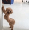 Cachorros caóticos e fofos🤣😍 15