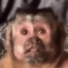 Monkey meme 🐒⭐ 24