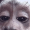 Monkey meme 🐒⭐ 30