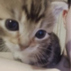 Gatitos. | @ocenferios  Haki. 7