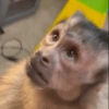 Monkey meme 🐒⭐ 29