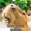 Capybara  11