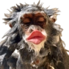 Monyet monkey 17