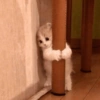 Gatos sem vergonha 🐈 7