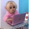 Monkey meme 🐒⭐ 19