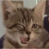 Gatinhos reagindo 13
