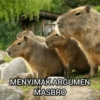 Capybara  13