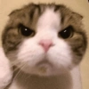 MICHIS 🥰🐱 29