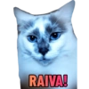 Memel, a Gata 6
