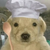 CACHORRINHOS 6