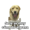 Perritos 6