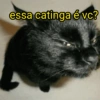 Gatinhos fofos 8