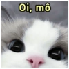 ➳ gato ⊱😽⊱╮
bit.ly/angels-69 5