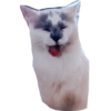 Memel, a Gata 7