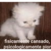 Gatinhos reagindo 15