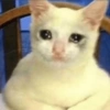 Gatitos tristes 7