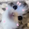 Gatinhos fofos 15