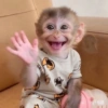 Monyet monkey 18