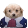 Cute Dogs  6