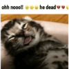 Animales pedorros 6